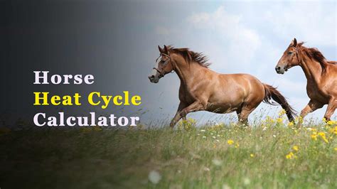 mare heat cycle calculator|mare due date calculator.